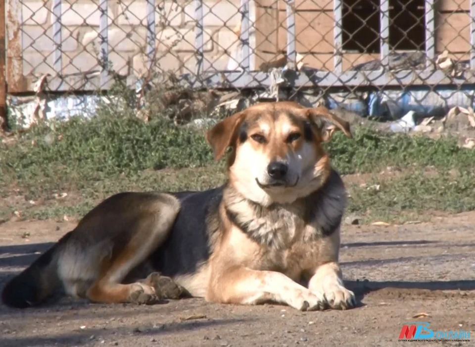 Волгоградцам запретили подкармливать собак на детских площадках и возле жилых домов